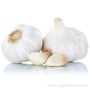 Sell Fresh Vegetable Garlic Bulk Price